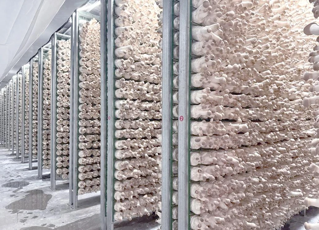 Ready-to-Fruit Mushroom Blocks Technology